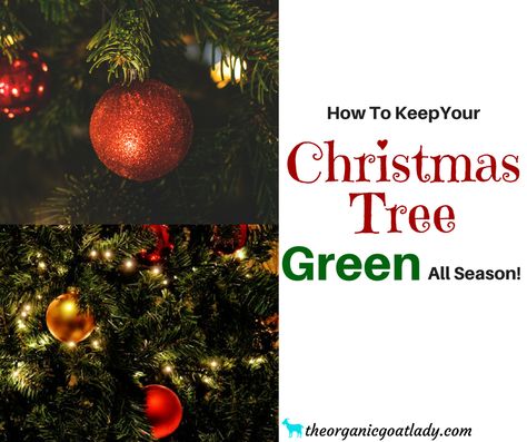 How to keep a Christmas tree alive! Use these tips to keep your Christmas tree green all season! Do you get tired of your tree losing its needles and turning brown before Christmas? Do you want to have a pretty tree on Christmas morning? Essential Oil Chart, Christmas Tree Green, Pretty Trees, Garden Christmas, Green Christmas Tree, Do It Yourself Projects, Christmas Morning, Wonderful Time, Before Christmas