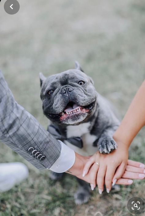 Engagement Photos With French Bulldog, French Bulldog Engagement Photos, Wedding Couple With Dog, French Bulldog Photoshoot, Wedding Photos With Dogs, Frenchie Wedding, French Bulldog Wedding, Wedding With Dog, Tan French Bulldog