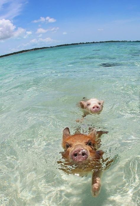 // p i g Pig Waterer, Pig Island, Pig Beach, Swimming Pigs, Wild Pig, Cute Piglets, Disney Princess Modern, Baby Pigs