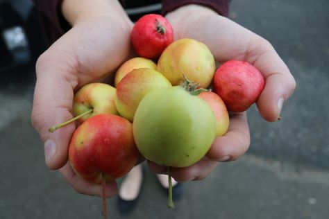 Crabapples are an untapped resource for urban foragers. Here are some ideas for what to make and do with your crabapple bounty. Alaskan Recipes, Infused Sugar, Berry Picking, Crabapple Tree, Infused Vodka, Edible Landscaping, Crab Apple, Wild Food, In Season Produce