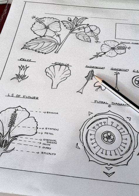 BOTANIST Hibiscus rosasinensis #Floral diagram#botany illustrations Completed : #https://pin.it/2GmFyd1 Hibiscus Flower Diagram, Bsc 1st Year Botany Notes, Botany Diagrams, Floral Diagram, Drawing Biology, Human Eye Diagram, Flower Diagram, Botany Study, Science Diagram