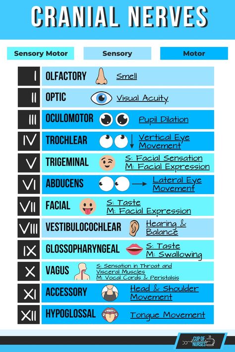 NCLEX- CRANIAL NERVES 12 Pairs Of Cranial Nerves, The Central Nervous System, Norcet Aiims Preparation, Nclex Pharmacology Study Guides, 12 Cranial Nerves Mnemonic, Nclex Hacks, 12 Cranial Nerves, Cranial Nerves Mnemonic, Teas Test