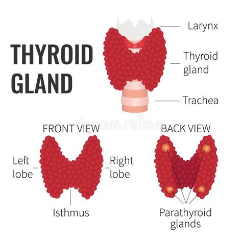 Thyroid gland structure. Illustration about hypothalamus, back, anatomical, human, lobe, medical, healthcare, larynx, endocrinologist, endocrine, campaign, chart, cartilage - 73409251 Thyroid Surgery, Human Body Organs, Coconut Benefits, Graves Disease, Thyroid Gland, Thyroid Hormone, Blood Vessels, Health Benefits, Medicine