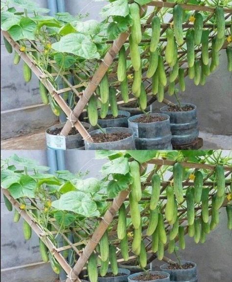 Plantarea Legumelor, Kebun Herbal, Vertical Vegetable Gardens, Cucumber Trellis, Tanaman Pot, Small Vegetable Gardens, نباتات منزلية, Vegetable Garden Diy, Plants Growing