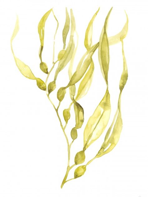 Kelp Illustration, Seaweed Tattoo, Summa Cum Laude, Pond Art, Ocean Plants, Sea Kelp, Ocean Painting, Historical Art, Canvas Home