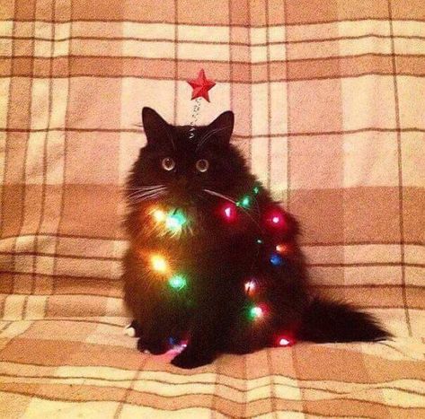 You knock over the Christmas tree you become the Christmas tree. Chat Kawaii, Koci Humor, Söt Katt, Fete Anime, Cat Aesthetic, Silly Cats, Kitty Cats, Cute Animal Drawings, Pretty Cats