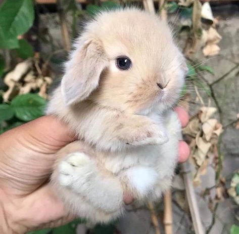 Tiny Baby Animals, Pet Rabbits, Girls Cuddling, Cute Bunny Pictures, Bunny Pictures, Dog Beach, Baby Bunnies, Cute Little Animals