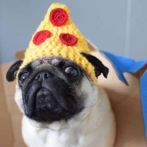 Crochet Pizza, Hats For Dogs, Pizza Hat, Pizza Dog, Winter Hat Crochet, Dog Fashion, Bonnet Crochet, Funny Hats, Dog Socks