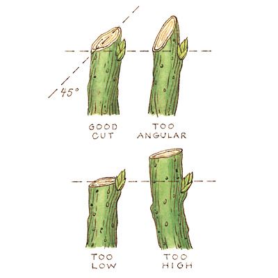 Pruning Plants, Pruning Fruit Trees, Plantas Bonsai, Tree Pruning, Dos And Don'ts, Garden Shrubs, Have Inspiration, Tree Care, Garden Care