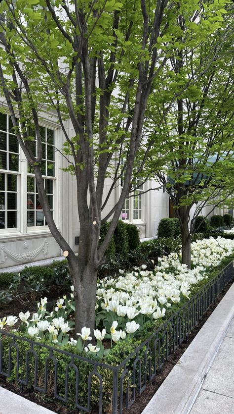 Driveway Privacy Ideas, Green And White Landscaping, Small Formal Garden, Side House Garden, Hamptons Front Garden, Layer A Bed, Hallway Christmas Decor, White Backyard, Wood Crafts To Sell