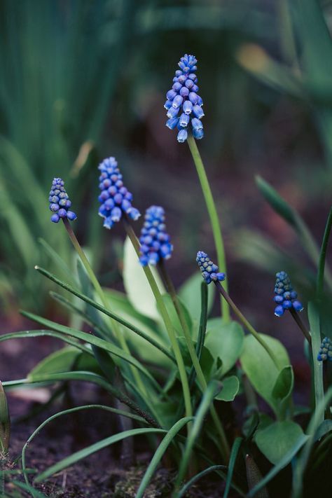 Hyacinths Garden, Hyacinth Plant, Hyacinth Flower, Grape Hyacinth, Hyacinth Flowers, Black Grapes, Rose Background, Spring Mood, Blue Garden