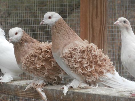 Curly Feathered Pigeon, Lahore Pigeon, Types Of Pigeons, Fantail Pigeon, Feral Pigeon, Pet Pigeon, Cute Pigeon, Pigeon Pictures, Pigeon Breeds