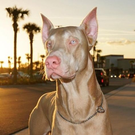 White Doberman Puppy, Blonde Doberman, Albino Doberman, Tan Doberman, White Doberman, White Doberman Pinscher, Doberman Pinscher Dog, Scary Dogs, Doberman Puppy