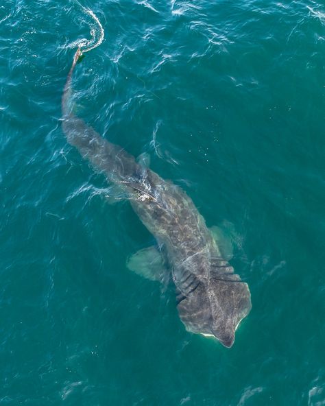 Basking Shark Wallpaper, Basking Shark Drawing, Shark Photography, Shark Craft, Basking Shark, Sea Shark, Shark Facts, Shark Photos, Shark Pictures