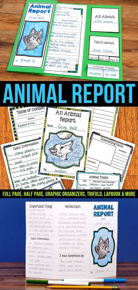 Animal Report for Any Animal Elementary Animal Research Projects, Homeschool Animal Report, Homeschool Fifth Grade, 3rd Grade Animal Research Project, 3rd Grade Research Project, Habitats Grade 4, Animal School Project Ideas, Animals School Project, 4th Grade Projects