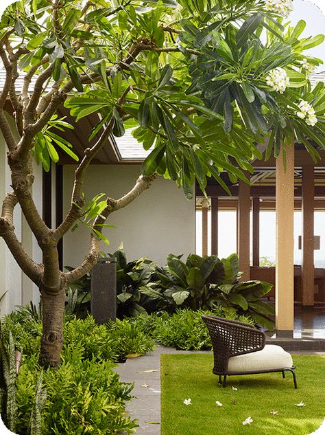 Frangipani Garden Design, Resort Landscaping Ideas, Landscape Modern Design, Frangipani Landscaping, Modern Tropical Landscape, Plumeria Landscape, Plumeria Landscaping Ideas, Modern House Garden Design, Bali Landscape Design