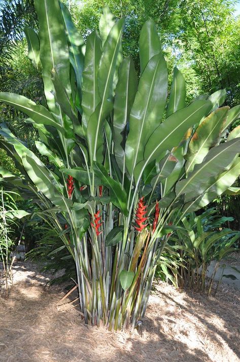 Tropical Backyard Landscaping, Pool Plants, Tropical Landscape Design, Balinese Garden, Pathway Landscaping, Tropical Garden Design, Tropical Backyard, Pool Landscape Design, Desain Lanskap