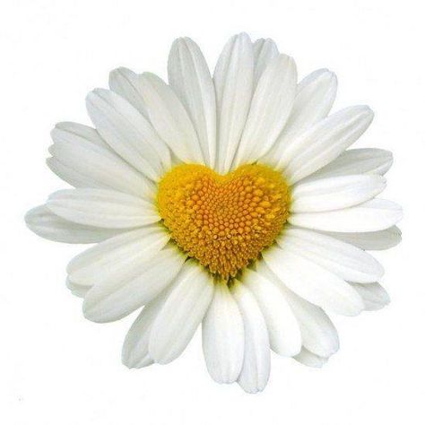 Daisy Heart Daisy Cottage, Heart In Nature, Daisy Tattoo, Daisy Love, Daisy Girl, Bee Tattoo, I Love Heart, Happy Flowers, White Daisy