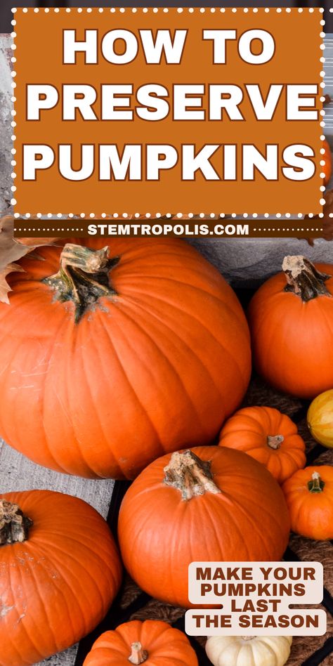 Looking to preserve your pumpkins for fall décor? Learn how to keep your pumpkins from rotting with simple, effective tips! Whether you're decorating your porch or creating unique pumpkin displays, we share easy methods to preserve carved pumpkins and uncarved pumpkins alike. Keep your pumpkin decorations looking fresh all season long with these tricks for preserving pumpkins, perfect for any fall-themed porch or home décor. How To Keep Jack O Lanterns From Rotting, Preserving Pumpkins For Outside, How To Dry Pumpkins, Preserve Pumpkins For Outside, How To Keep Pumpkins From Rotting, Preserve Carved Pumpkin, How To Preserve Pumpkins, Preserve Pumpkins, Preserving Pumpkins