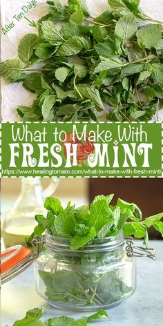 How To Use Mint From The Garden, Vegan Mint Recipes, How To Use Mint Leaves, Recipes With Mint Leaves Dinner, Mint Leaf Recipes, Mint Recipes Dinner, Uses For Fresh Mint, Things To Do With Mint Leaves, Mint Plant Uses