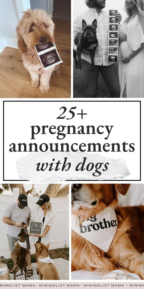 Looking for some inspo for planning a pregnancy announcement with your dog? These creative pregnancy announcement photos with dogs are SO cute and unique - you can't miss them! (Perfect for mamas looking for: Maternity Announcement Pictures Dog, Dog Ultrasound Announcement, Dog And Pregnant Belly Photo Ideas, Gender Reveal Pictures With Dog, Pregnancy Announcement Including Dog, Ig Pregnancy Announcement, Pregnant Announcement With Dog, Dog Baby Announcing Ideas, Christmas Theme Pregnancy Announcement