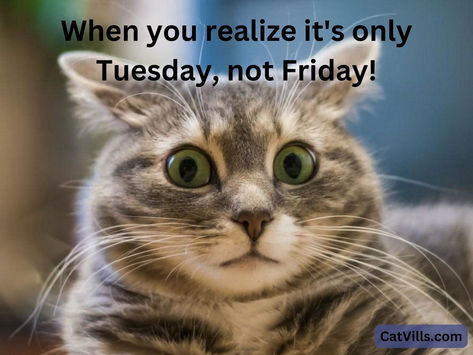 A cat's wide-eyed surprise perfectly captures that moment when you thought the week was almost over, only to realize it's just Tuesday. It's a humorous expression of the mid-week blues. Work Related Quotes, Tuesday Meme, Coffee Meme, Tuesday Humor, Funny Captions, That Moment When, Funny Cat Memes, When You Realize, Cat Coffee