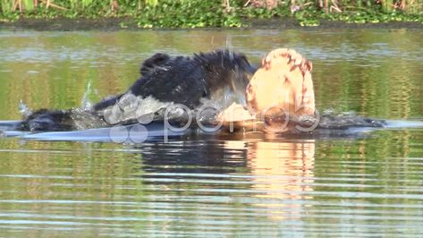 Alligator Sneak Attack Stock Footage #AD ,#Sneak#Alligator#Footage#Attack Photoshop, Typography, Sneak Attack, Everglades Florida, Photo Illustration, Alligator, Stock Video, Stock Footage, Fish Pet