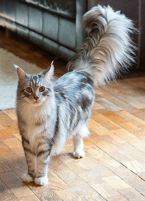 The tail | A Definitive Ranking Of Places To Snorgle A Cat, From Worst To Yummiest Warriors Oc, Cat Poses, Cat Walking, Popular Cat Breeds, Kitty Pics, Koci Humor, Cat Tattoos, Söt Katt, Cat Reference