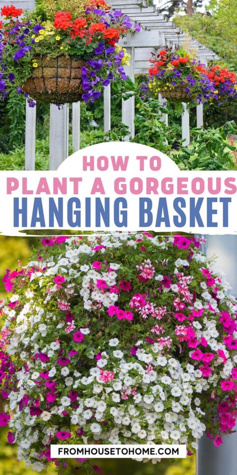 Looking for ideas on how to plant a hanging basket? We've got you covered! Use this simple step by step guide on planting your own hanging baskets that will look gorgeous for the whole growing season. Tomato Hanging Basket, Hanging Baskets Diy, Hanging Basket Garden, Ivy Geraniums, Full Sun Flowers, Hanging Plants Outdoor, Plants For Hanging Baskets, Flower Baskets, Hanging Flower Baskets