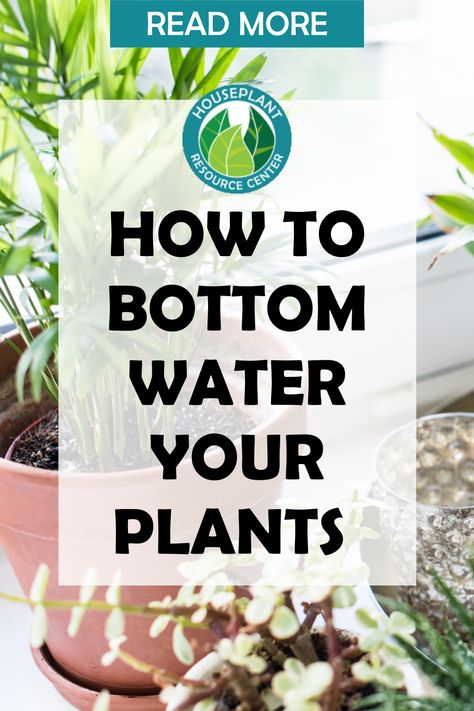 How To Water House Plants, Best Way To Water Indoor Plants, Watering Indoor Plants Tips, How To Water Plants, How To Water Hanging Plants, How To Bottom Water Plants, Bottom Watering Plants, Plant Watering Hacks, Plants Good For Cats