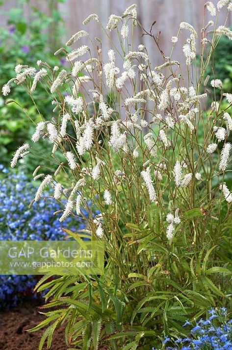 Sanguisorba officinalis White Tanna Sanguisorba Officinalis, Plant Photography, Garden Photos, Garden Set, Garden Plants, Wild Flowers, Gap, Stock Photos, Photographer