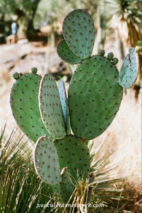 #cactus #cactuslife #howlong #cactusflower #planting #plants #arizona #gardeningtips #gardendecor #decoration How To Grow Cactus, Opuntia Cactus, Planting Plants, Cactus Photography, Making Plant Pots, Indoor Cactus, Succulent Art, Plants Are Friends, Desert Cactus