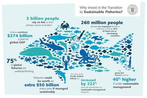 The State of Global Fish Stocks and Opportunities for Sustainable Fishery Development | World Information Transfer Environmental Infographics, Ocean Academia, Fish Infographic, Ocean Things, Closed Terrarium, Utah Lake, Sustainable Fishing, Sustainable Management, Beach Clean Up