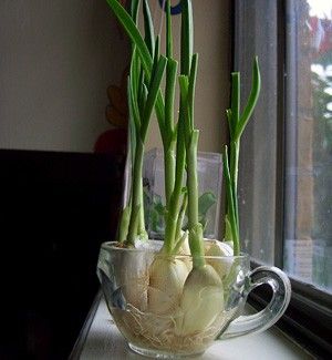 How to Grow an Endless Supply of Garlic Indoors - Backyard Boss Tanaman Indoor, Tanaman Pot, نباتات منزلية, Growing Garlic, Indoor Herb Garden, Herbs Indoors, Growing Herbs, Veggie Garden, Growing Food