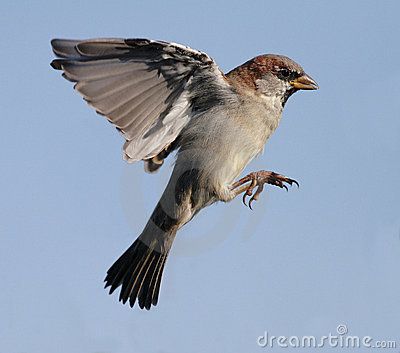 Sparrow by Per Christensen, via Dreamstime Bluebird Watercolor, Sparrow Nest, Sparrow Art, Bunny Cages, House Sparrow, Sparrow Bird, Brown Bird, Watercolor Paintings For Beginners, Australian Birds