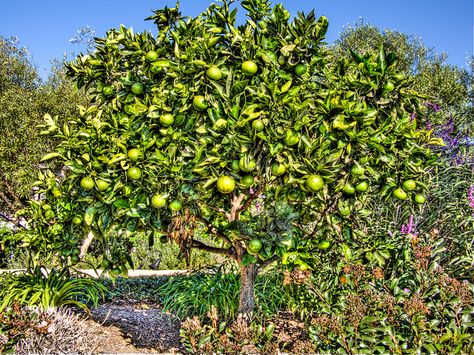 Lime Tree Garden, Lime Tree Aesthetic, Lime Trees, Growing Citrus, Farm Lifestyle, Lime Tree, Front Yards, Black Nose, Sonoran Desert