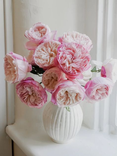 David Austin English Garden Roses - Constance in Light Pink | Hope Flower Farm Idea Magazine, Soft Era, Hope Flower, Pretty Flowers Pictures, Violet Garden, Era Aesthetic, Austin Rose, Makeup Images, Rose Vase