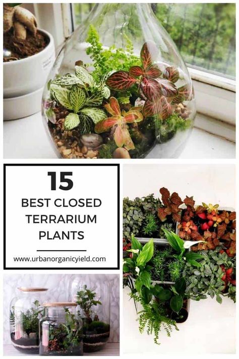 The 15 Best Plants To Grow In Closed Terrarium Terrarium Closed, Best Terrarium Plants, Closed Terrarium Plants, Mason Jar Terrarium, Plants Terrarium, Closed Terrarium, Gecko Terrarium, Pokemon Terrarium, Large Terrarium