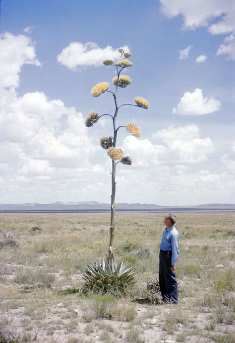 G. Arthur Cooper, stands gazing up at a century plant......these plants are truly weird and amazing! Marathon Texas, A Well Traveled Woman, Plant Fungus, Cacti And Succulents, Pics Art, Photography Inspo, Plant Life, Botany, Film Photography