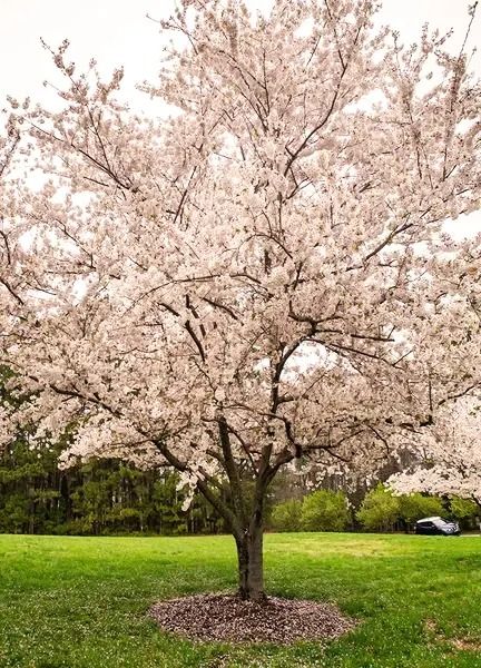 Yoshino Cherry Tree - Forestry.com Prunus Yedoensis, Yoshino Cherry Tree, Hazelnut Tree, Cherry Blossom Festival, Attracting Bees, Powdery Mildew, Pink Blossom, Spring Blossom, Cherry Tree