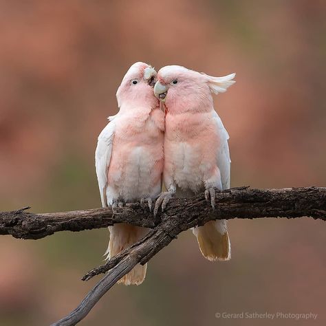 Best bird pictures on Instagram: “Major Mitchell's Cockatoo  Love forever!💞 From @gerard_satherley” Pink Cockatoo, Pink Birds, Cele Mai Drăguțe Animale, Airbrush Art, Nature Birds, Wildlife Nature, Bird Pictures, Exotic Birds, Pretty Birds