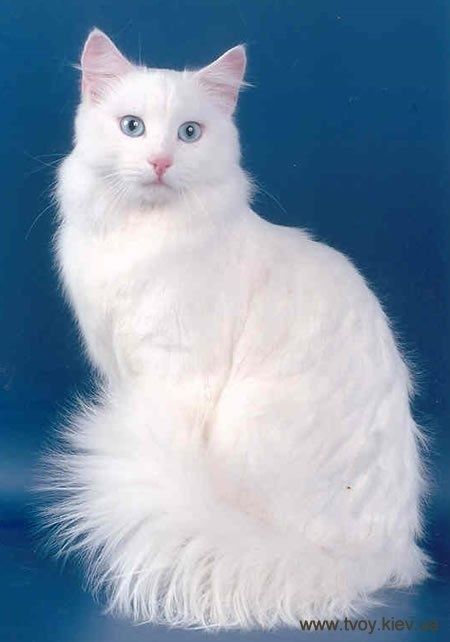 beautiful cat Turkish Angora Cat, Angora Cats, Cat With Blue Eyes, Animale Rare, White Cats, Cute Cats And Kittens, Cat Sitting, Beautiful Cat, Cute Kittens