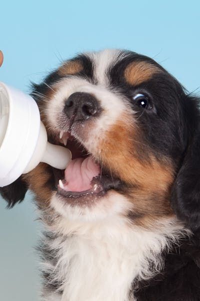 Why Dogs Like Milk #dogbehavior #whydogs #puppreferences #milk Milk Photography, Dog Minding, Dog Milk, Photography Styling, Dog Behavior, Kefir, What You Can Do, You Can Do, Milk