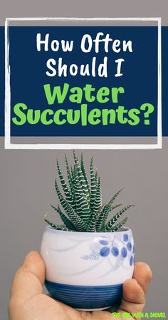 Water Succulents, Houseplants Decor, Easy Indoor Plants, How To Water Succulents, Succulent Bowls, Singapore Sling, Apartment Plants, Plant Propagation, Indoor Plant Care