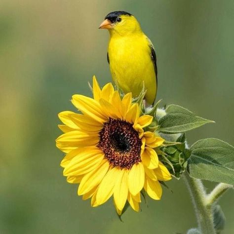 #goldfinch #beautifulbirds #americangoldfinch #sunflower Sunflower Cottage, American Goldfinch, Sunflower Photography, Matka Natura, Sunflower Pictures, Abstract Floral Art, Sunflower Art, The Sunflower, Nature Birds