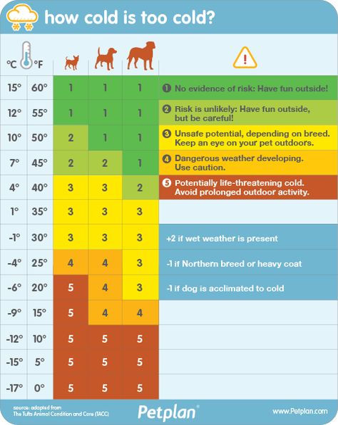 Infographic of the Tufts Animal Condition and Care (TACC) system, created by Dr. Kim Smyth, a staff veterinarian with pet insurance company Petplan, Dog Brand, Halloween Safety, Animal Babies, Dog Insurance, Dog Things, Awesome Animals, Dog Info, Dog Safety, Pet Insurance