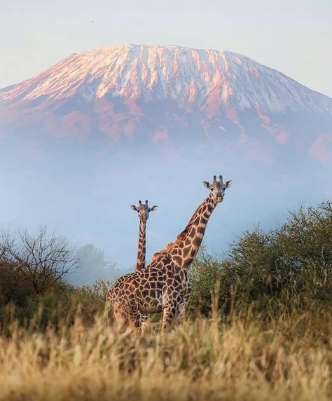 Giraffes and Mount Kilimanjaro 📸@Michael_Tanzania.safaris #Africa #Kilimanjaro #Tanzania Safari Photography, Tanzania Travel, Kenya Safari, Tanzania Safari, Mount Kilimanjaro, Africa Do Sul, Africa Safari, African Wildlife, African Safari