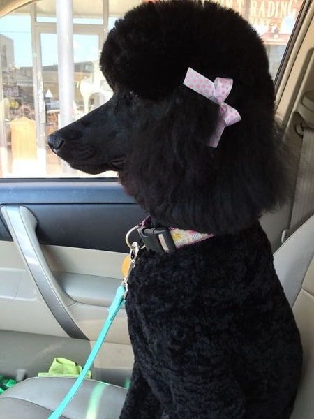 40 Poodle Haircuts You'll Definitely Love - HairstyleCamp Black Poodles Standard, Standard Poodle Haircuts, Poodle Haircut Styles, Black Standard Poodle, Poodle Hair, Poodle Haircut, Poodle Cuts, Poodle Dogs, Puppy Obedience Training