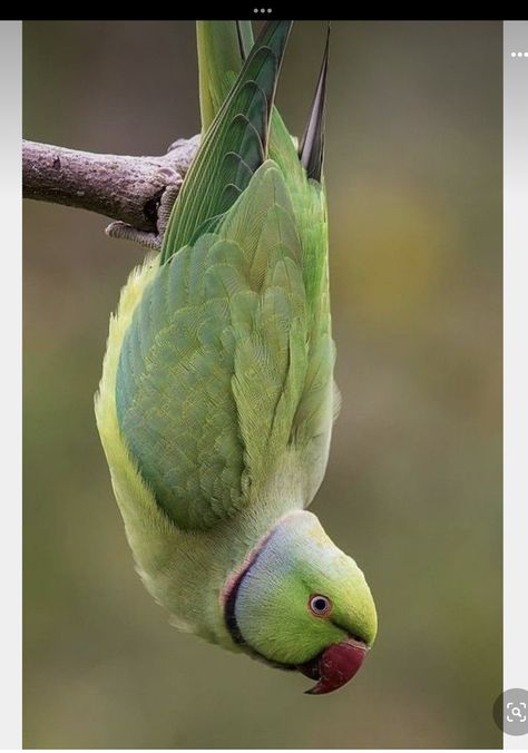 Parakeet Photography, Green Parrot Bird, Indian Ringneck Parrot, Alexandrine Parrot, Ringneck Parrot, Parakeet Food, Ring Necked Parakeet, Indian Ringneck, Parakeet Cage