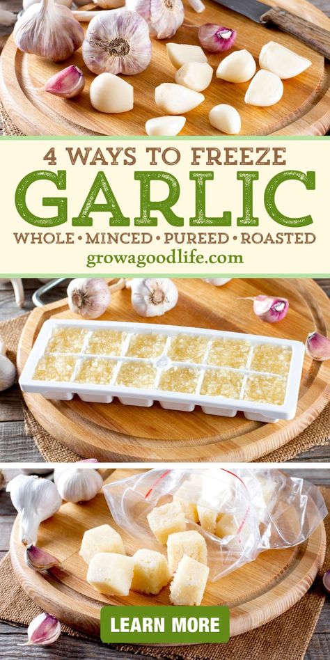 images of garlic cloves, minced garlic and oil in an ice cube tray, and frozen pureed garlic cubes on a table with text overlay that reads four ways to freeze garlic whole minced pureed roasted learn more at grow a good life dot com How To Freeze Roasted Garlic, Diy Minced Garlic How To Make, Roasted Minced Garlic, Things To Do With Garlic Cloves, Preserving Garlic Minced, Preserving Roasted Garlic, Storing Garlic In Oil, Roasted Garlic Recipes Meals, How To Freeze Minced Garlic